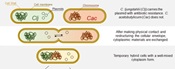 Heterologous cell fusion is said to be another way for bacteria to exchange genes
