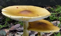 Mushrooms