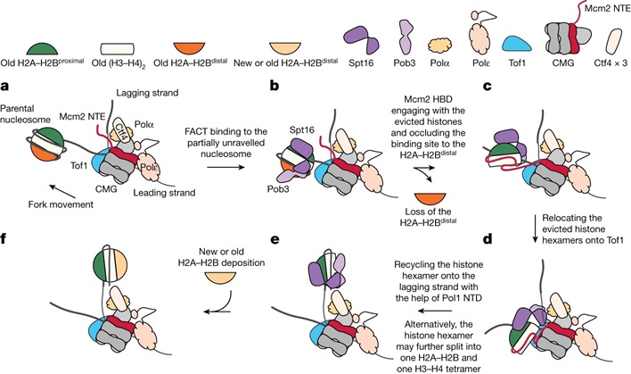 the mechanism of replication-coupled histone recycling for maintaining epigenetic inheritance