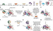 the mechanism of replication-coupled histone recycling for maintaining epigenetic inheritance