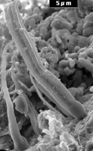 likely cyanobacteria in the Orgueil meteorite