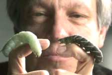 Nijhout with black and green hornworms