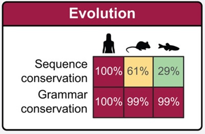 Molecular grammars of predicted intrinsically disordered regions that span the human proteome, by Kiersten M. Ruff et al