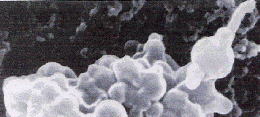 http://www.astrobiology.cf.ac.uk/cultured.html