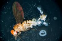 Fruitfly infected with roundworm