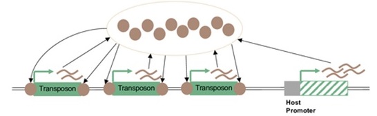 Internal Eliminated Sequences (IESs)