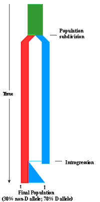 introgression of D allele