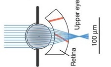jellyfish eye