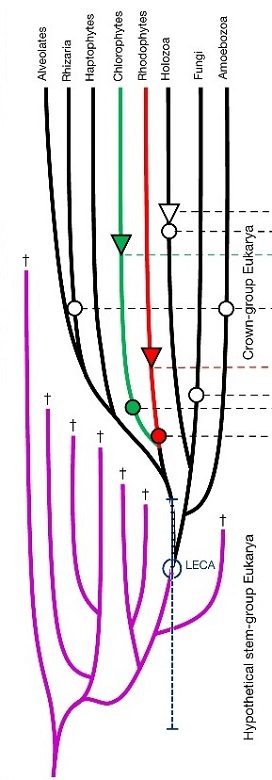 proposed new phylogeny