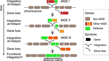 Microbial defenses against mobile genetic elements and viruses: Who defends whom from what?