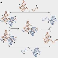 organic molecule reaction cycles?