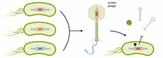 Phage satellites break into the jumbo era