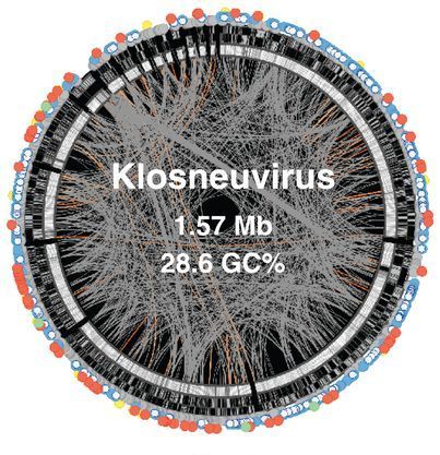 Klosneuvirus genome bins