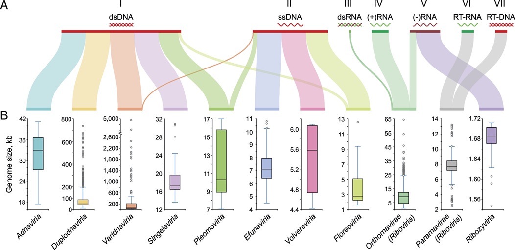 The realms of viruses and their genome size ranges