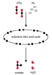 Krebs cycle backward