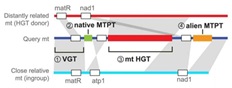 Horizontal gene transfer (HGT) has profoundly shaped eukaryotic organellar genomes like plant mitochondria.
