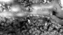 Magnetites in chains in a meteorite from Mars