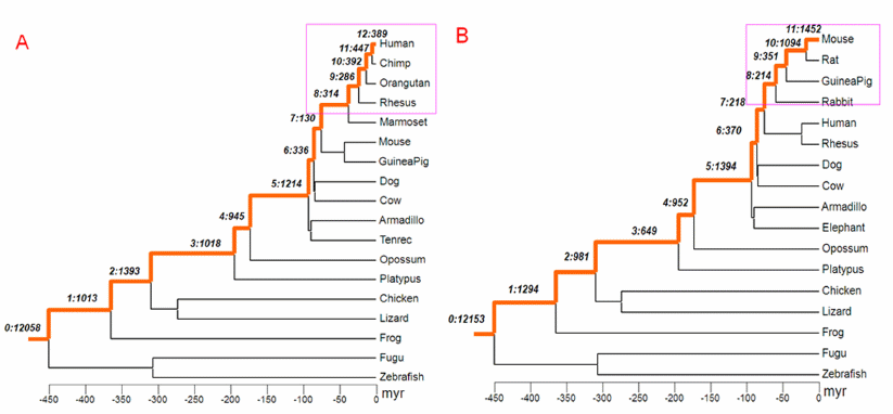 Phylogenetic tree of vertebrates....