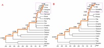 Genes are either very old, or they appear suddenly, without predecessors.
