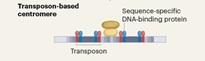 Progressive coevolution of the yeast centromere and kinetochore, by Helsen et al 2026