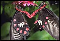 mating butterflies