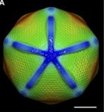 Mimivirus