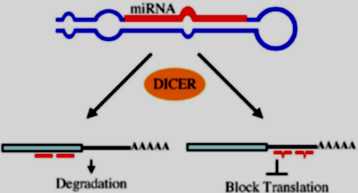 Illustrated miRNA example