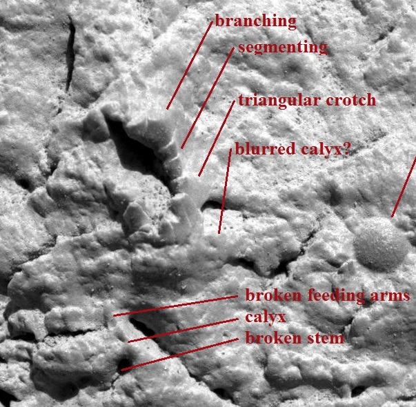 NASA MI photo by Opportunity, Sol 34 (27 Feb 2004)