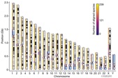 Human Chromosomes
