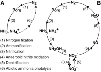 Hypothesized nitrogen cycles