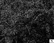 Nitrogen absent in microfossils