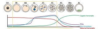 Start of life controlled by poly(A) tail-mediated remodeling