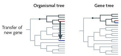 organismal/gene trees