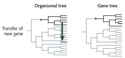 The number of cases of HGT involving eukaryotes is now so great that it no longer makes sense to attempt to comprehensively compile individual cases