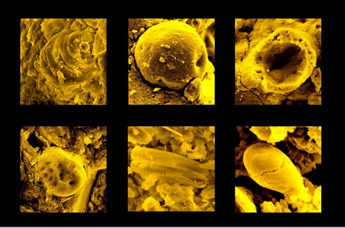 The Orgueil meteorite (Atlas of microfossils)