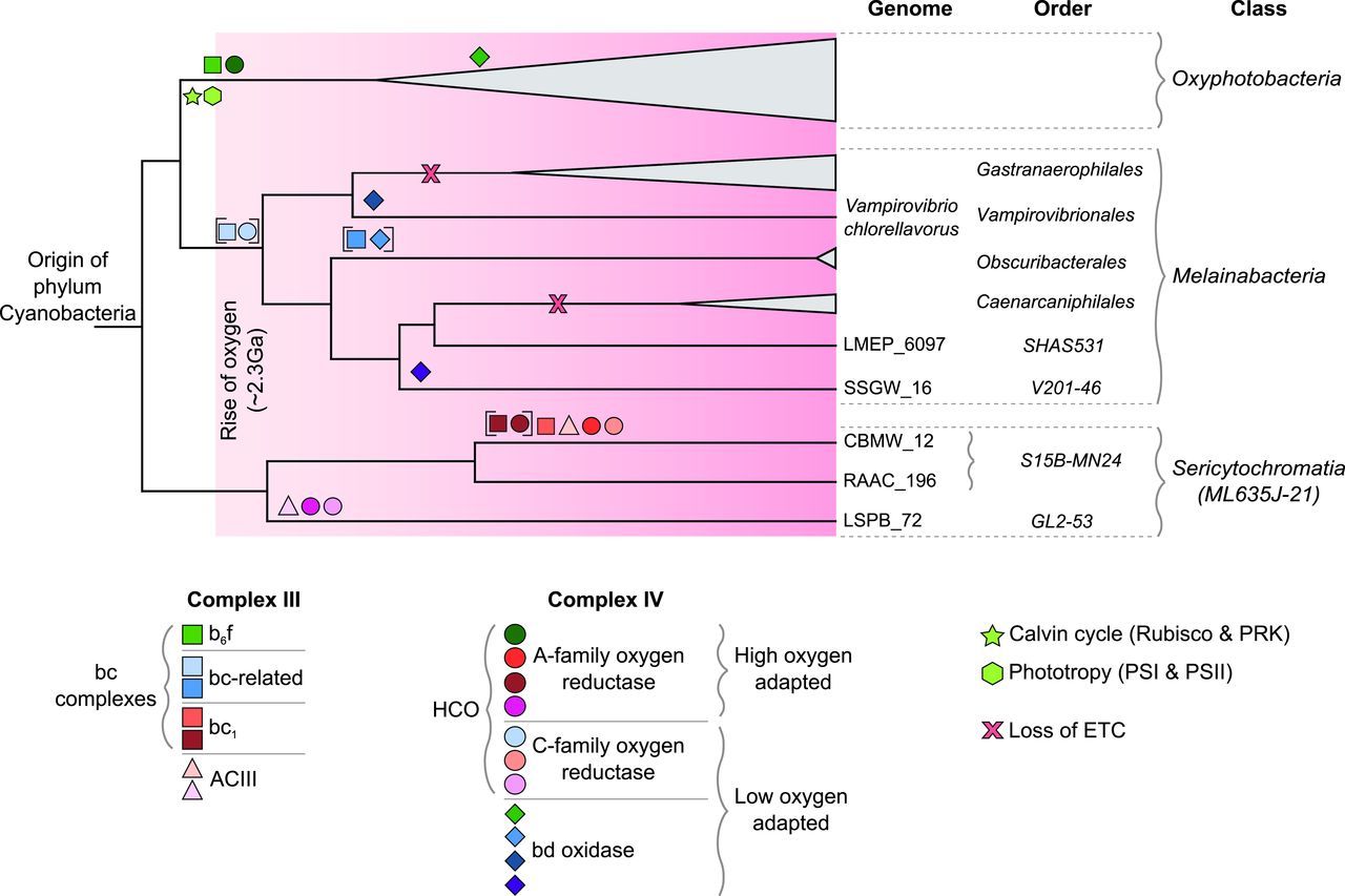 Evolution of photosynthesis and aerobic respiration in Cyanobacteria