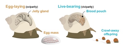 recent transition to live-bearing in marine snails