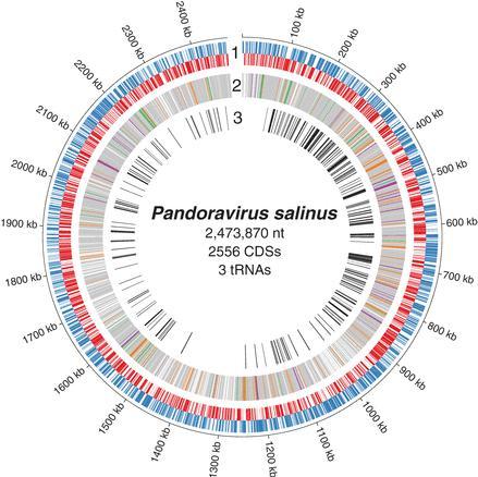 P. salinus genome