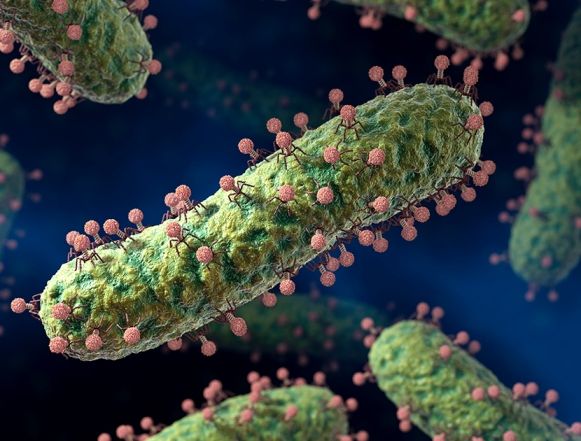 Phages can communicate via small molecules