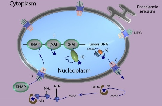 The eukaryotic system to uncouple transcription from translation is complex and employs hundreds of genes that act in concert.