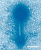 bacteriophage S-PM2
