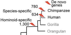 human and/or chimpanzee-specific de novo genes