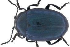 HGT for leaf beetles