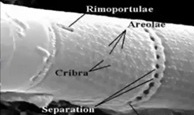 Diatom fossil detail from the Polonnaruwa meteorite
