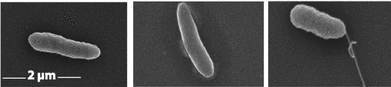 Pseudomonas fluorescens