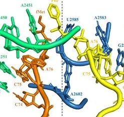 The Peptidyl Transferase Center