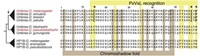 a protein (PxVxL recognition) whose sequence is well-conserved from its immediate predecessor (Chromoshadow fold)