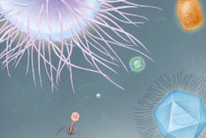 Newly discovered giant viruses, ...that dwarf most other viruses