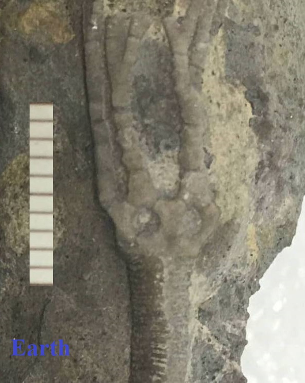 Crinoid fossil from Harvard Museum