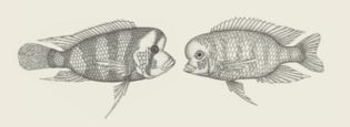 Cichlids from Lake Tanganyika (left) and from Lake Malawi (right)